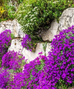 400 Rainbow Rock Cress Seeds - Large Flowered Aubrieta Cultorum Flower Seeds - Image 12