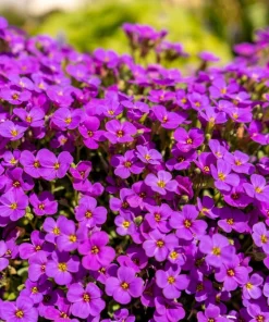 400 Rainbow Rock Cress Seeds - Large Flowered Aubrieta Cultorum Flower Seeds - Image 13