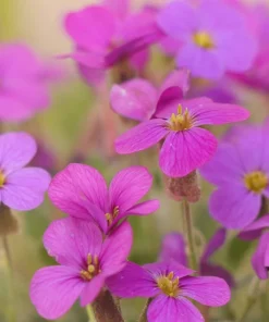 400 Rainbow Rock Cress Seeds - Large Flowered Aubrieta Cultorum Flower Seeds - Image 14