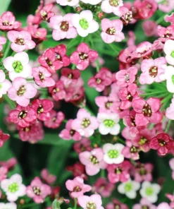 400 Rainbow Rock Cress Seeds - Large Flowered Aubrieta Cultorum Flower Seeds - Image 2