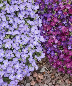 400 Rainbow Rock Cress Seeds - Large Flowered Aubrieta Cultorum Flower Seeds - Image 3