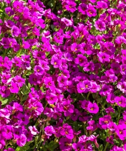 400 Rainbow Rock Cress Seeds - Large Flowered Aubrieta Cultorum Flower Seeds - Image 4