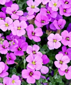 400 Rainbow Rock Cress Seeds - Large Flowered Aubrieta Cultorum Flower Seeds - Image 5