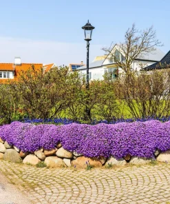 400 Rainbow Rock Cress Seeds - Large Flowered Aubrieta Cultorum Flower Seeds - Image 6