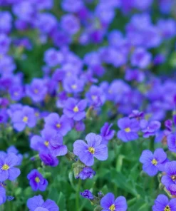 400 Rainbow Rock Cress Seeds - Large Flowered Aubrieta Cultorum Flower Seeds - Image 7