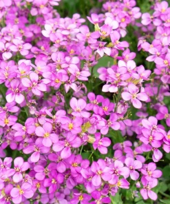 400 Rainbow Rock Cress Seeds - Large Flowered Aubrieta Cultorum Flower Seeds - Image 8