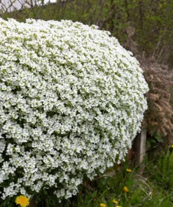 400 Rainbow Rock Cress Seeds - Large Flowered Aubrieta Cultorum Flower Seeds - Image 9