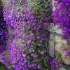 400 Rainbow Rock Cress Seeds - Large Flowered Aubrieta Cultorum Flower Seeds - Image 1