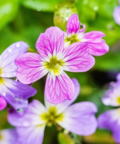 4000 Virginia Stock Malcolmia Maritima Flower Seeds - Easy to Grow - Image 2