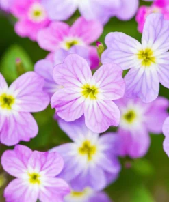 4000 Virginia Stock Malcolmia Maritima Flower Seeds - Easy to Grow - Image 3