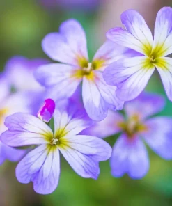 4000 Virginia Stock Malcolmia Maritima Flower Seeds - Easy to Grow - Image 4