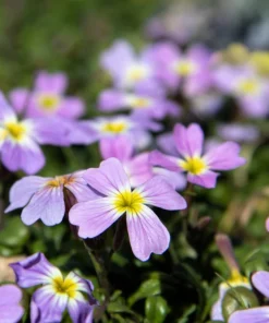 4000 Virginia Stock Malcolmia Maritima Flower Seeds - Easy to Grow - Image 5