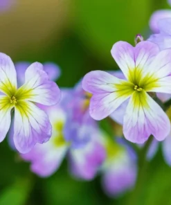 4000 Virginia Stock Malcolmia Maritima Flower Seeds - Easy to Grow - Image 6