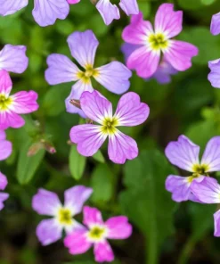 4000 Virginia Stock Malcolmia Maritima Flower Seeds - Easy to Grow - Image 7
