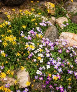 4000 Virginia Stock Malcolmia Maritima Flower Seeds - Easy to Grow - Image 8