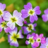 4000 Virginia Stock Malcolmia Maritima Flower Seeds - Easy to Grow - Image 1