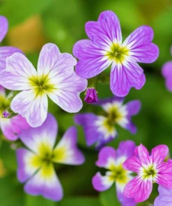 4000 Virginia Stock Malcolmia Maritima Flower Seeds - Easy to Grow - Image 1