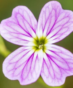 4000 Virginia Stock Malcolmia Maritima Flower Seeds - Easy to Grow - Image 9