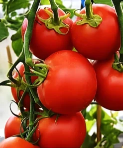 42-Day Tomato Seeds - World's Fastest Ripening Heirloom - 100+ Premium Seeds - Image 1