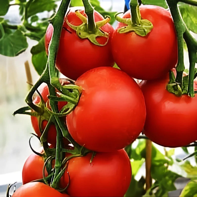 42-Day Tomato Seeds - World's Fastest Ripening Heirloom - 100+ Premium Seeds - Image 1