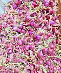 4oz Premium Red Shallot Bulbs – Gourmet Flavor, Easy to Grow, Outdoor - Image 2