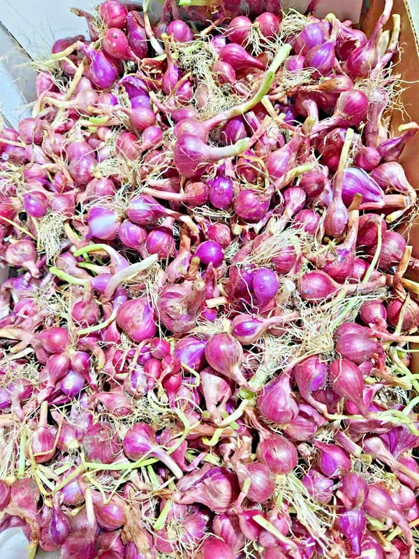 4oz Premium Red Shallot Bulbs – Gourmet Flavor, Easy to Grow, Outdoor - Image 2