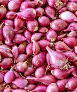 4oz Premium Red Shallot Bulbs – Gourmet Flavor, Easy to Grow, Outdoor - Image 1