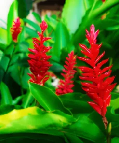 4oz Red Curcuma Flower Rhizomes - Fast Grow Turmeric Plant - Indoor/Outdoor - Image 1