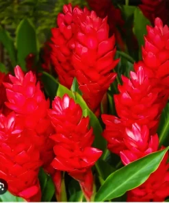 4oz Red Curcuma Flower Rhizomes - Fast Grow Turmeric Plant - Indoor/Outdoor - Image 2