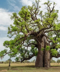 5 African Baobab Tree Seeds - Adansonia Digitata - Monkey Bread Fruit - Image 2