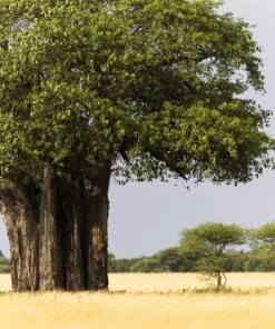 5 African Baobab Tree Seeds - Adansonia Digitata - Monkey Bread Fruit - Image 3