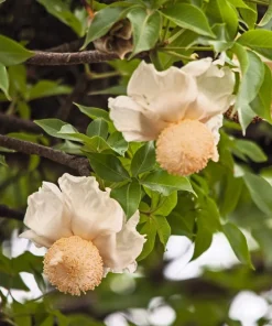 5 African Baobab Tree Seeds - Adansonia Digitata - Monkey Bread Fruit - Image 4