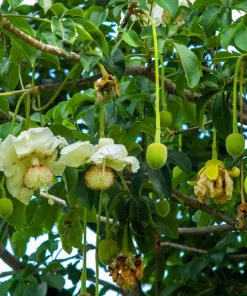 5 African Baobab Tree Seeds - Adansonia Digitata - Monkey Bread Fruit - Image 5