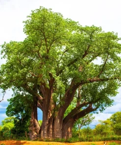 5 African Baobab Tree Seeds - Adansonia Digitata - Monkey Bread Fruit - Image 7