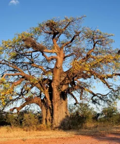 5 African Baobab Tree Seeds - Adansonia Digitata - Monkey Bread Fruit - Image 8