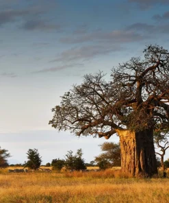 5 African Baobab Tree Seeds - Adansonia Digitata - Monkey Bread Fruit - Image 9