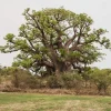 5 African Baobab Tree Seeds - Adansonia Digitata - Monkey Bread Fruit - Image 1