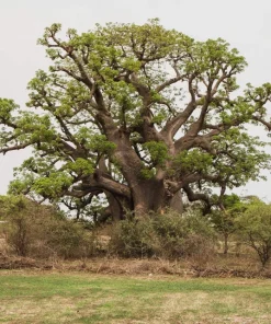5 African Baobab Tree Seeds - Adansonia Digitata - Monkey Bread Fruit - Image 1