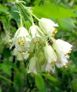 5 American Bladdernut Tree Seeds - Staphylea Trifolia Shrub, White Flowers - Image 2