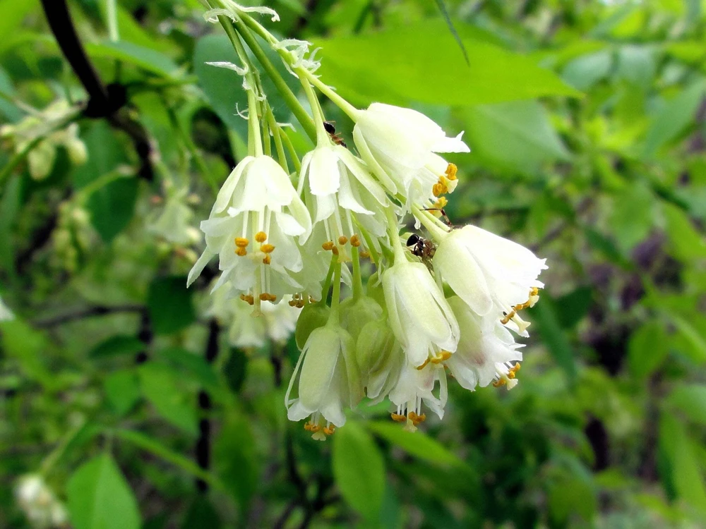 5 American Bladdernut Tree Seeds - Staphylea Trifolia Shrub, White Flowers - Image 2