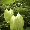 5 American Bladdernut Tree Seeds - Staphylea Trifolia Shrub, White Flowers - Image 1