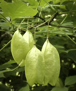 5 American Bladdernut Tree Seeds - Staphylea Trifolia Shrub, White Flowers - Image 1