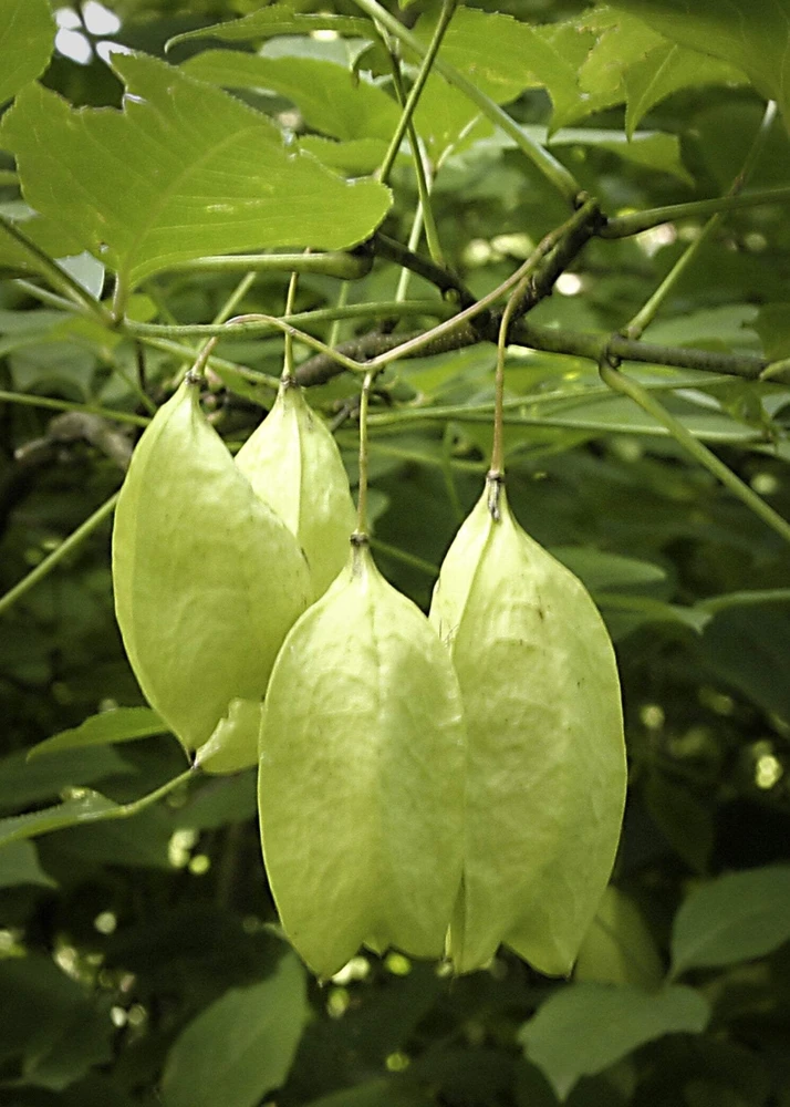 5 American Bladdernut Tree Seeds - Staphylea Trifolia Shrub, White Flowers - Image 1
