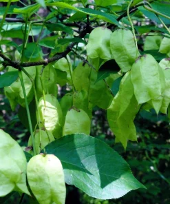 5 American Bladdernut Tree Seeds - Staphylea Trifolia Shrub, White Flowers - Image 5