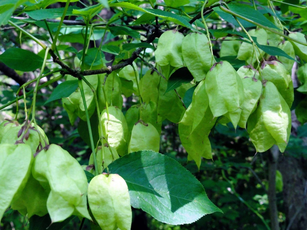 5 American Bladdernut Tree Seeds - Staphylea Trifolia Shrub, White Flowers - Image 5