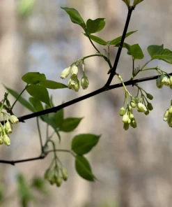5 American Bladdernut Tree Seeds - Staphylea Trifolia Shrub, White Flowers - Image 7
