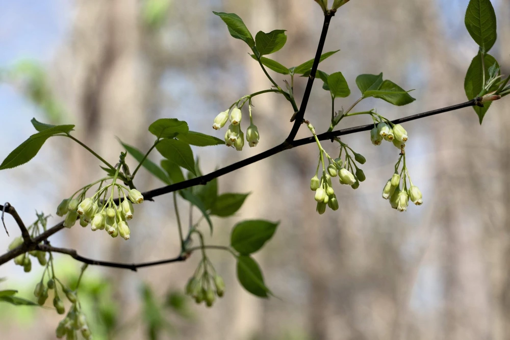 5 American Bladdernut Tree Seeds - Staphylea Trifolia Shrub, White Flowers - Image 7