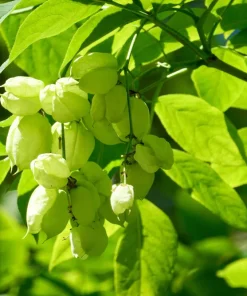 5 American Bladdernut Tree Seeds - Staphylea Trifolia Shrub, White Flowers - Image 8