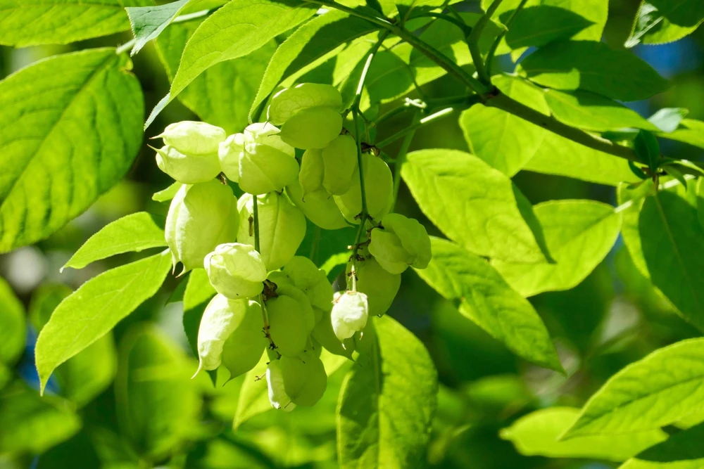 5 American Bladdernut Tree Seeds - Staphylea Trifolia Shrub, White Flowers - Image 8