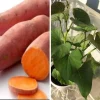 5 Beauregard Sweet Potato Plants – Organic Slips – Orange Flesh - Image 1